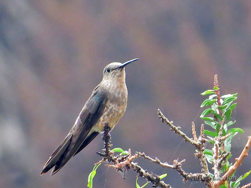 Giant Hummingbird (Patagona gigas peruviana) 