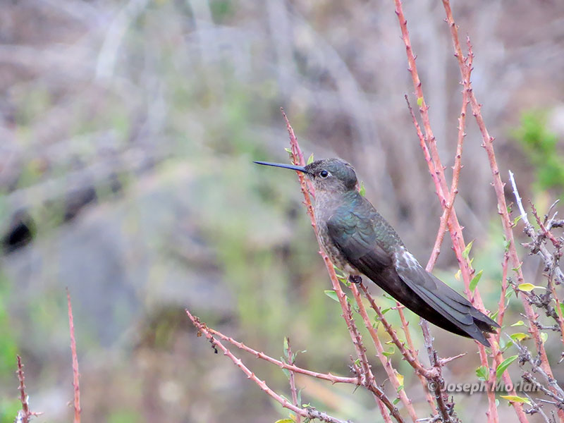 Giant Hummingbird (Patagona gigas peruviana) 