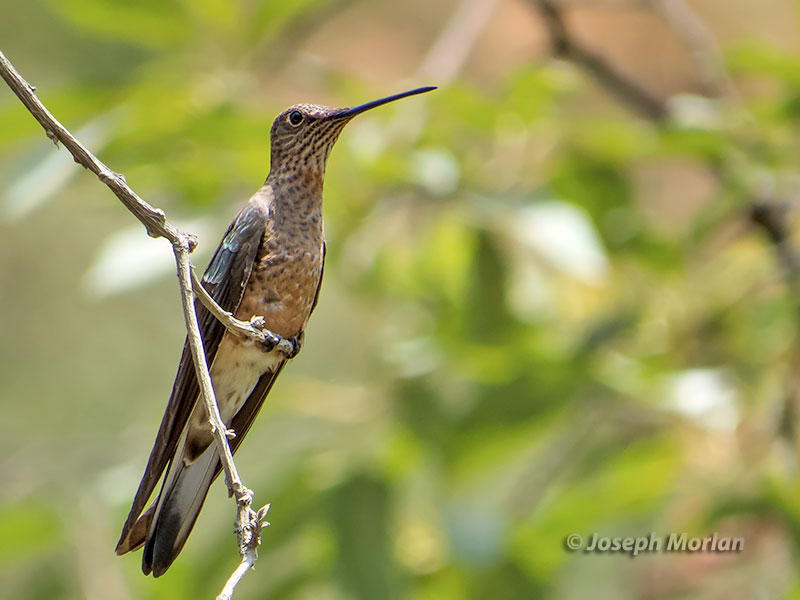 Giant Hummingbird (Patagona gigas peruviana)