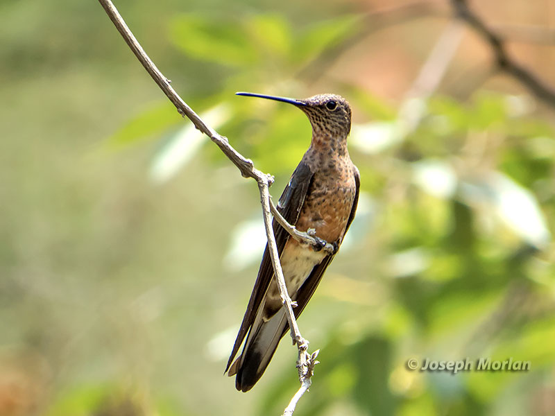 Giant Hummingbird (Patagona gigas peruviana)