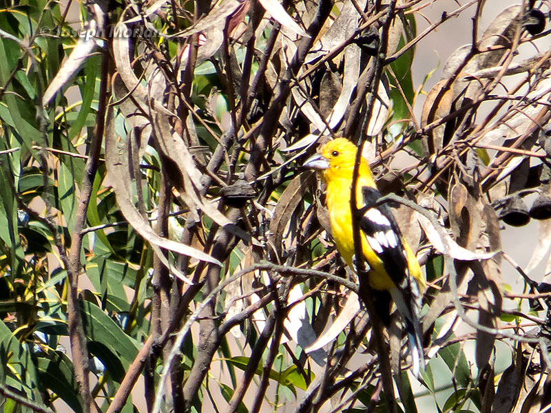 Golden Grosbeak (Pheucticus chrysogaster chrysogaster)