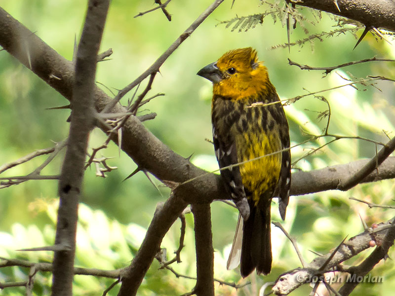 Golden Grosbeak (Pheucticus chrysogaster chrysogaster)