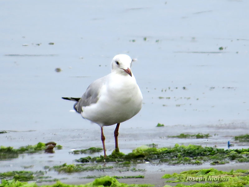 Gray-hooded Gull (Chroicocephalus cirrocephalus cirrocephalus)