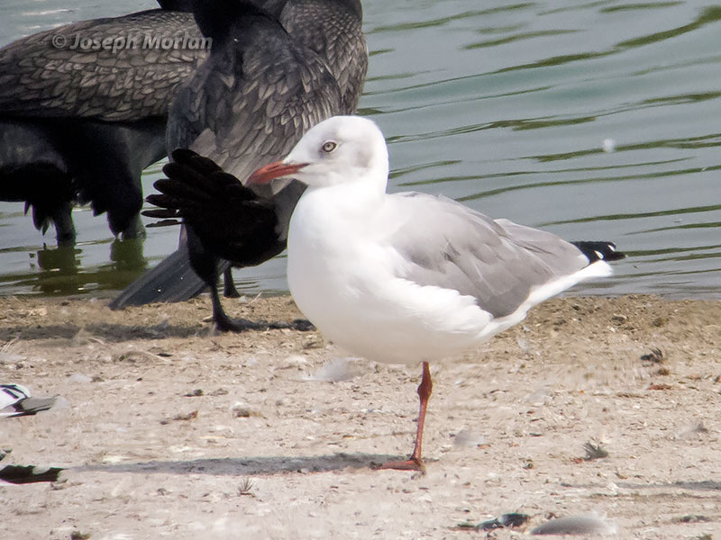 Gray-hooded Gull (Chroicocephalus cirrocephalus cirrocephalus) 