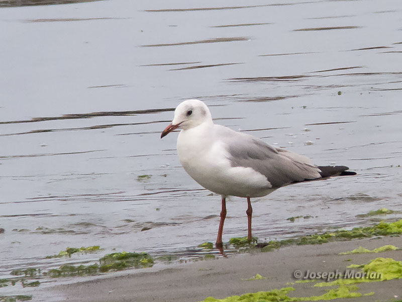 Gray-hooded Gull (Chroicocephalus cirrocephalus cirrocephalus)