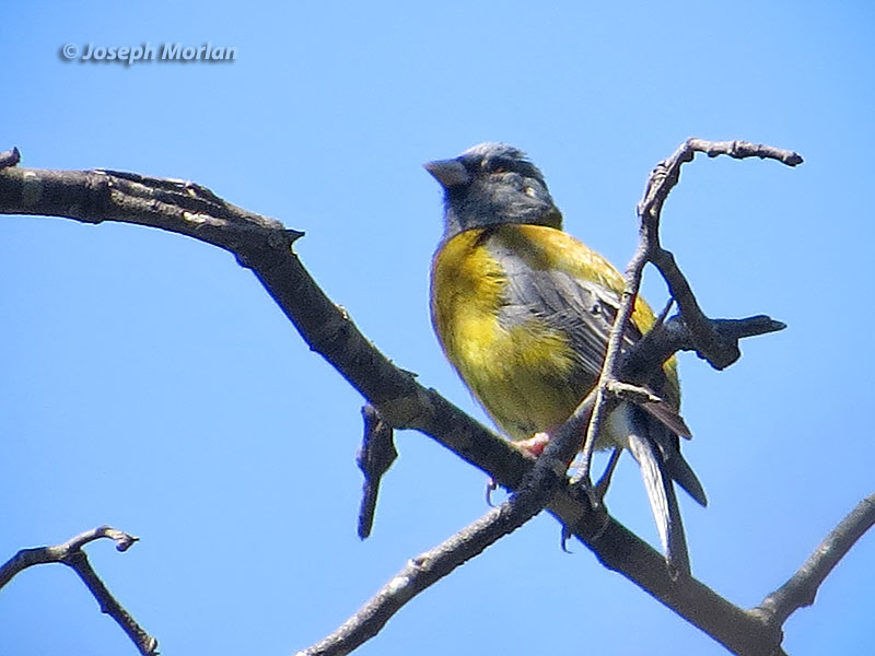 Gray-hooded Sierra-Finch (Phrygilus gayi minor)