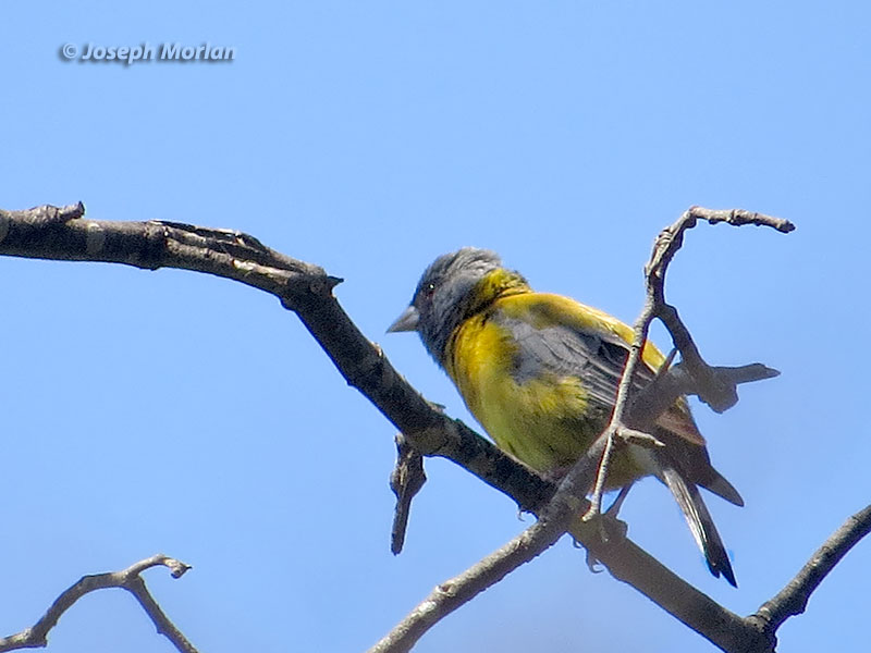 Gray-hooded Sierra-Finch (Phrygilus gayi minor)