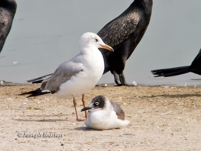 Gray-hooded Gull (Chroicocephalus cirrocephalus cirrocephalus) 