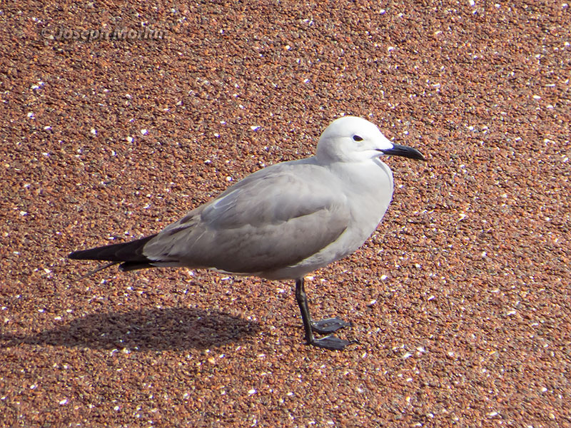 Gray Gull (Leucophaeus modestus)