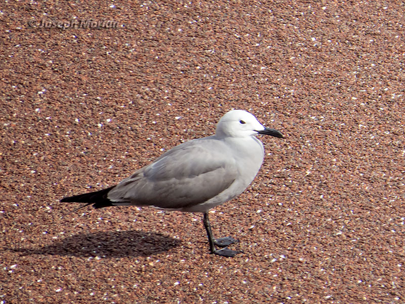 Gray Gull (Leucophaeus modestus)