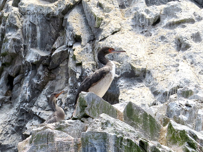 Guanay Cormorant (Phalacrocorax bougainvillii)