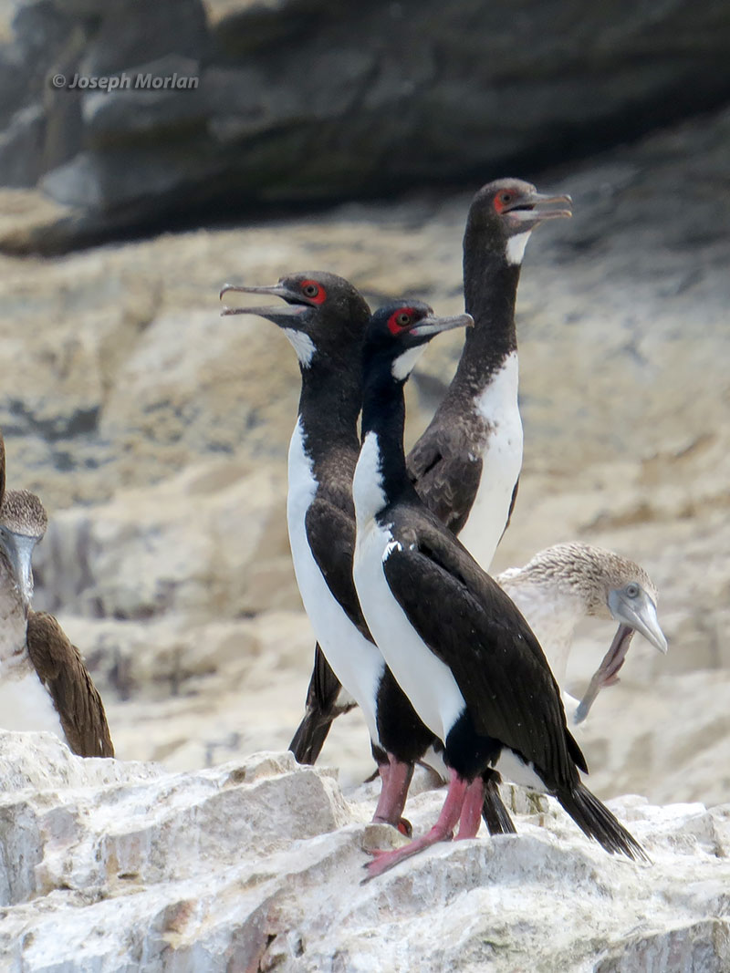 Guanay Cormorant (Phalacrocorax bougainvillii)