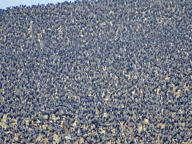 Guanay Cormorant (Phalacrocorax bougainvillii) 