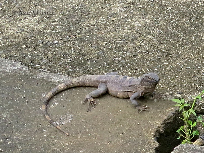 Black Spiny-tailed Iguana (Ctenosaura similis)