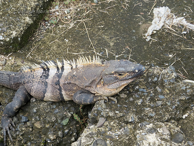 Black Spiny-tailed Iguana (Ctenosaura similis)