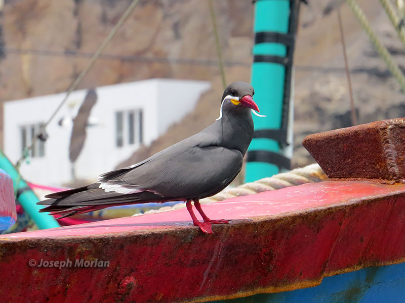 Inca Tern (Larosterna inca)