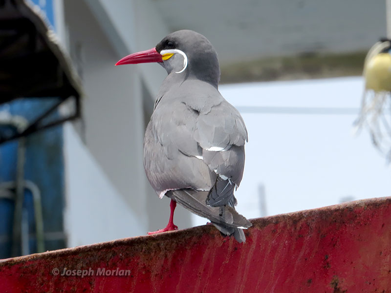 Inca Tern (Larosterna inca)