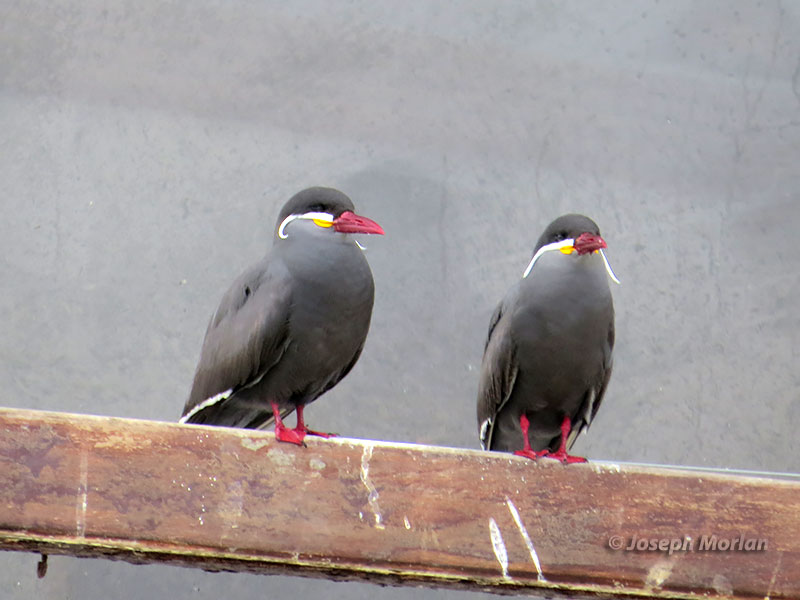 Inca Tern (Larosterna inca)