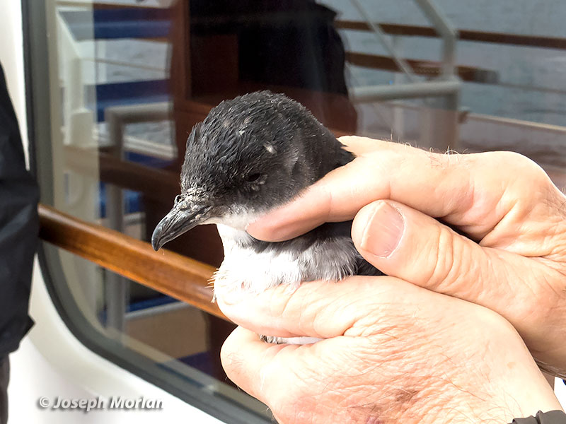 Peruvian Diving-Petrel (Pelecanoides garnotii) 