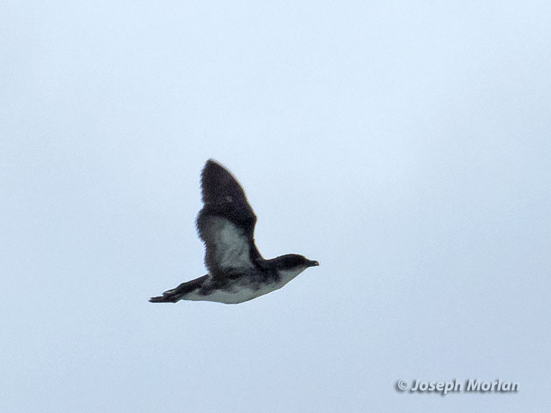 Peruvian Diving-Petrel (Pelecanoides garnotii) 