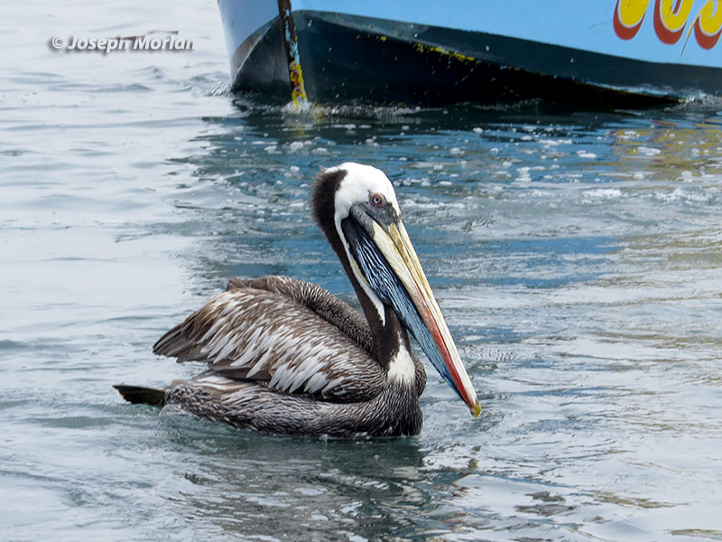 Peruvian Pelican (Pelecanus thagus)