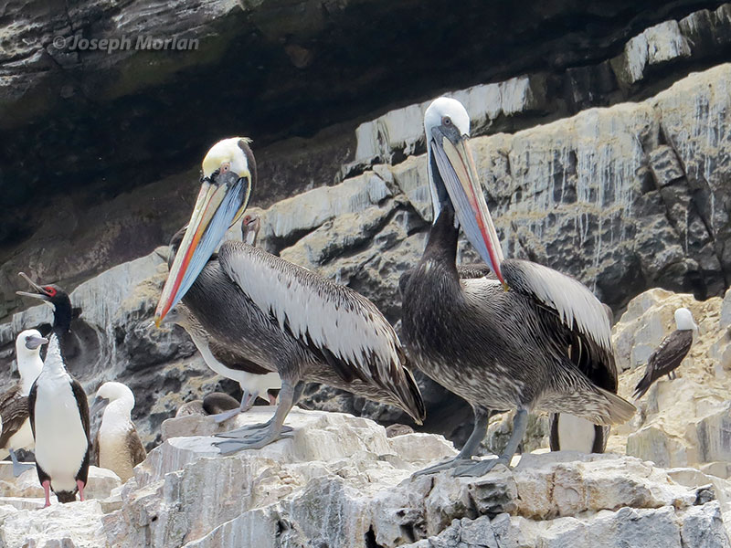 Peruvian Pelican (Pelecanus thagus)