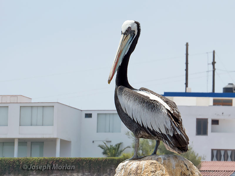 Peruvian Pelican (Pelecanus thagus)