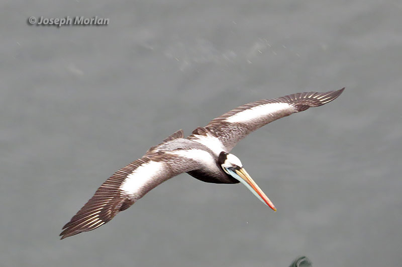 Peruvian Pelican (Pelecanus thagus) 