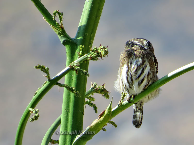 Peruvian Pygmy-Owl (Glaucidium peruanum)