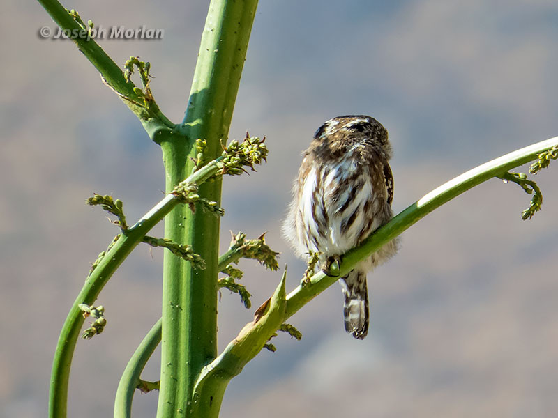 Peruvian Pygmy-Owl (Glaucidium peruanum)