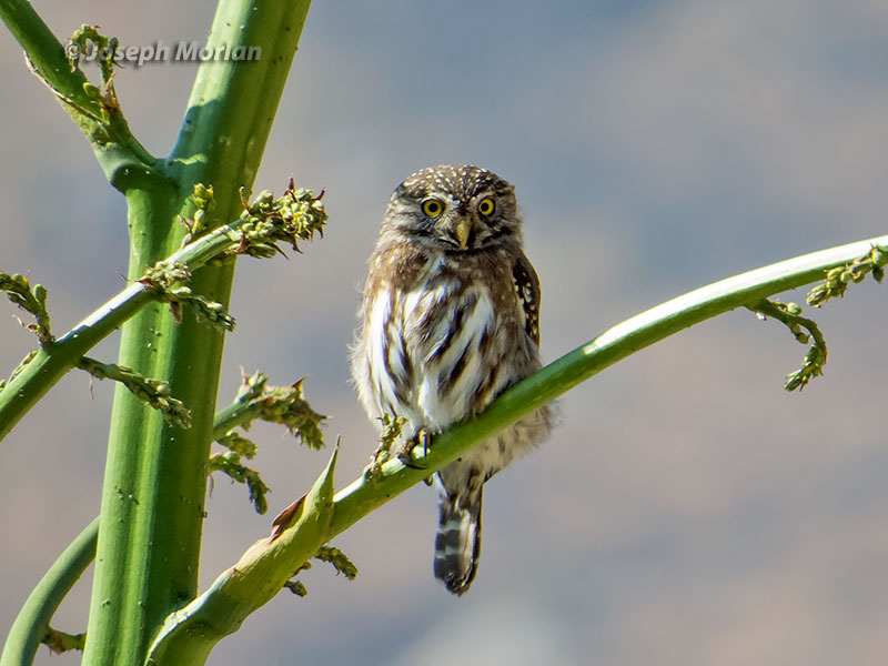 Peruvian Pygmy-Owl (Glaucidium peruanum)