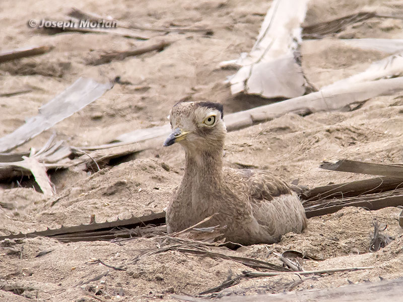 Peruvian Thick-knee (Burhinus superciliaris) 