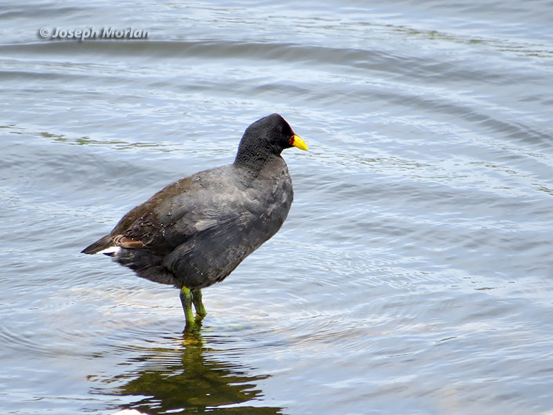 Red-fronted Coot (Fulica rufifrons)