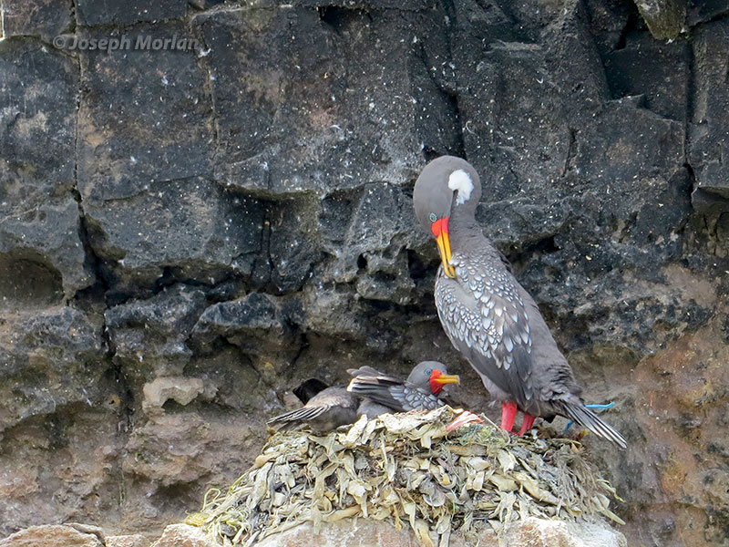 Red-legged Cormorant (Phalacrocorax gaimardi) 