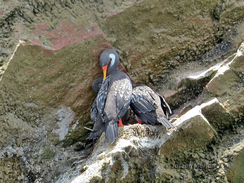 Red-legged Cormorant (Phalacrocorax gaimardi) 