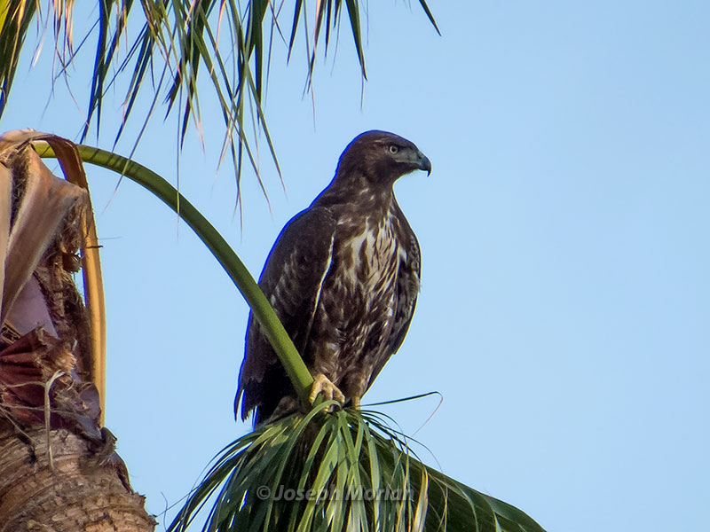 Red-tailed Hawk (Buteo jamaicensis calurus) 