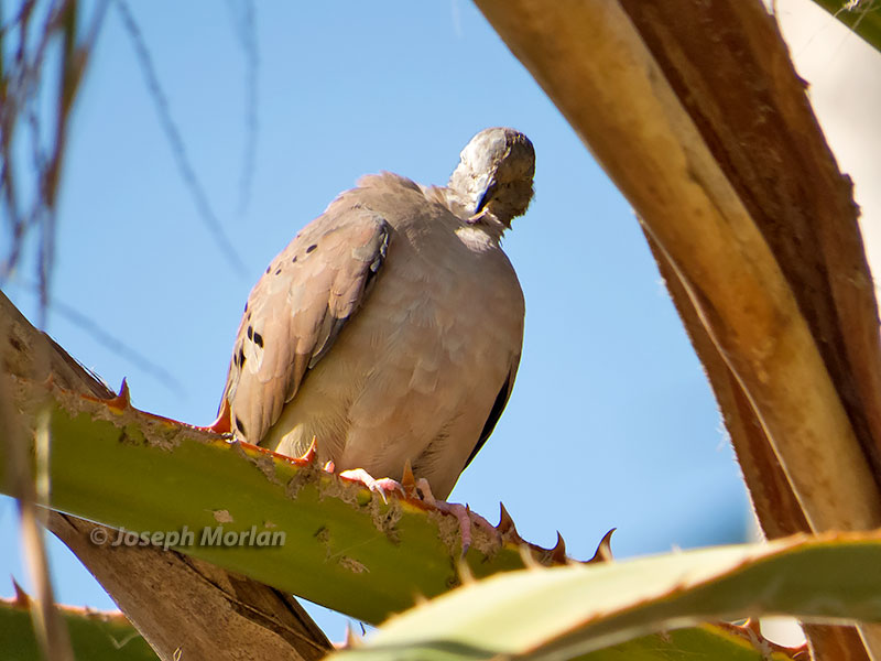 Ruddy Ground-Dove (Columbina talpacoti eluta) 