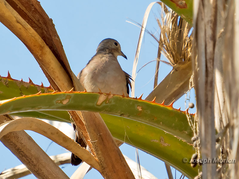 Ruddy Ground-Dove (Columbina talpacoti eluta) 