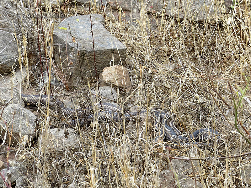 Chilean Green Racer (Philodryas chamissonis) 