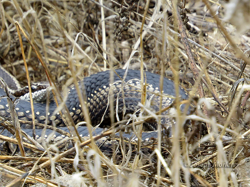 Chilean Green Racer (Philodryas chamissonis) 