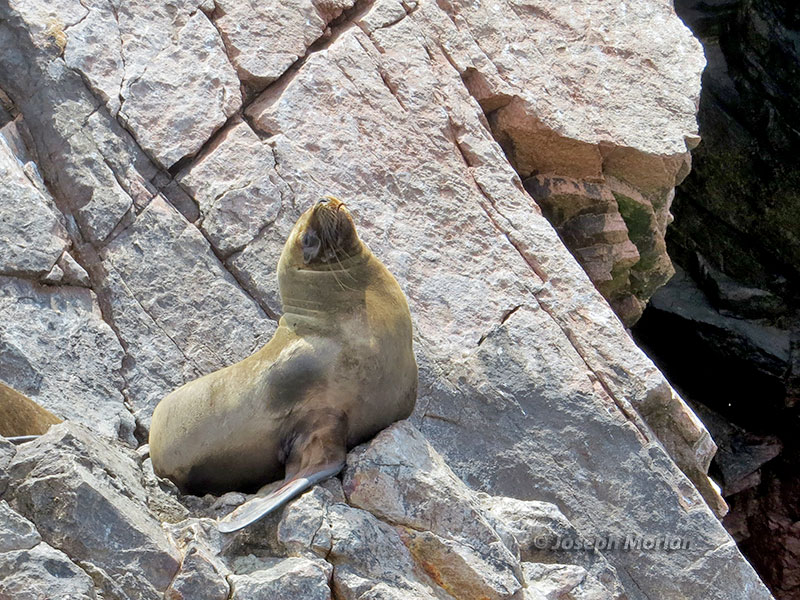 South American Sea Lion (Otaria flavescens)