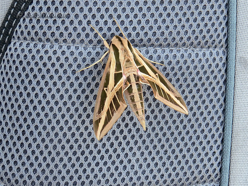 Banded Sphinx (Eumorpha fasciatus) 