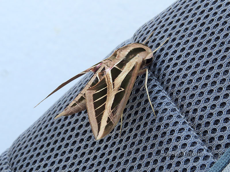 Banded Sphinx (Eumorpha fasciatus) 