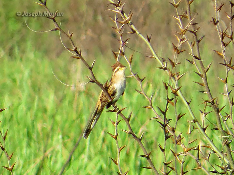 Striped Cuckoo (Tapera naevia excellens)