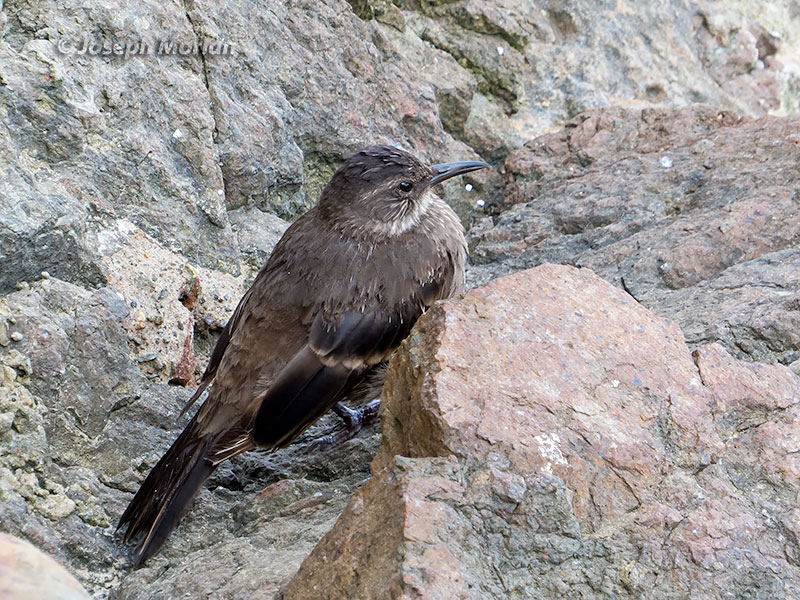 Surf Cinclodes (Cinclodes taczanowskii)