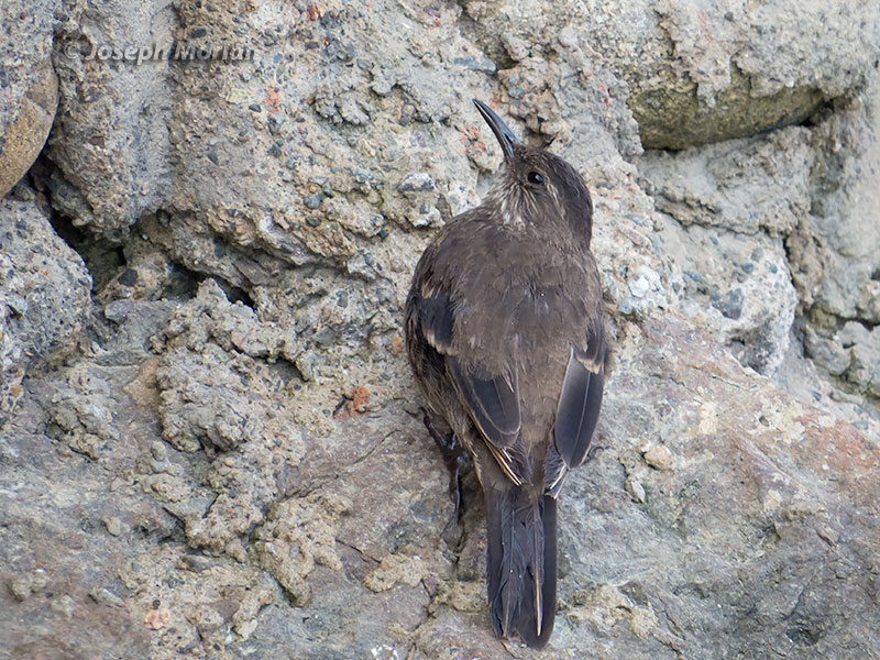 Surf Cinclodes (Cinclodes taczanowskii)