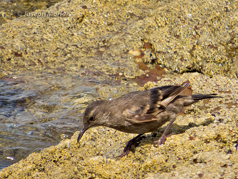 Surf Cinclodes (Cinclodes taczanowskii)