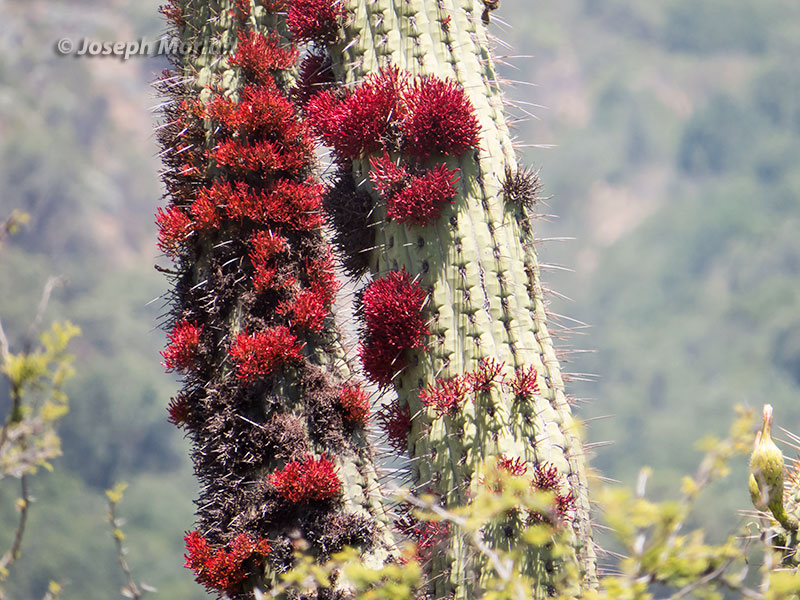 Hedgehog Cactus (Echinopsis chiloensis) and Mistletoe Cactus (Tristerix aphyllus)