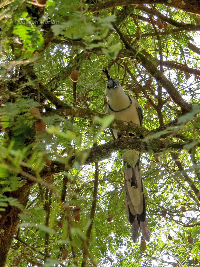White-throated Magpie-Jay (Calocitta formosa pompata) 