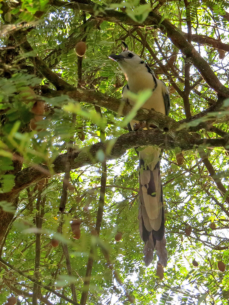 White-throated Magpie-Jay (Calocitta formosa pompata) 